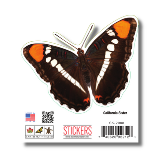 California Sister Butterfly image 1