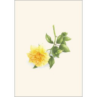 Rose Assortment image 2