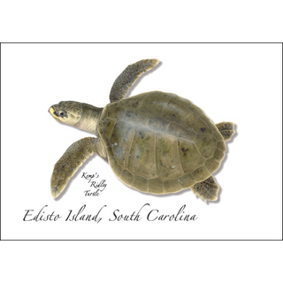 Kemp’s Ridley image 0