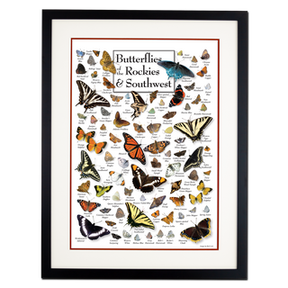 Butterflies of the Rockies & Southwest - Poster - Double matted black frame image