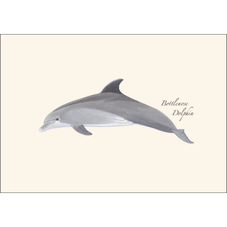Bottlenose Dolphin image 1
