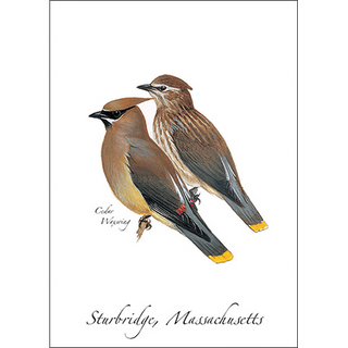 Cedar Waxwing image 0