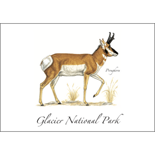 Pronghorn image 0