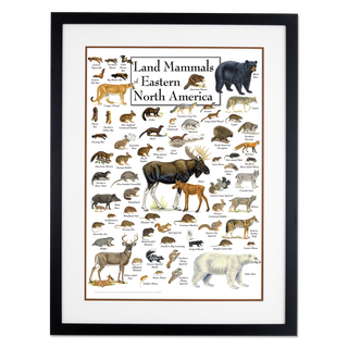 Land Mammals of Eastern North America - Poster - Double matted black frame image