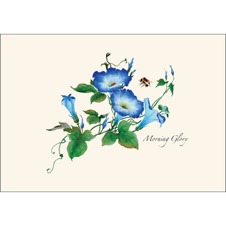 Morning Glories image 1