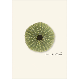 Sea Urchin Assortment image 1