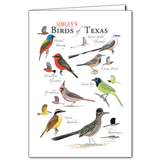 Sibley's Birds of Texas - Regional Card image 0
