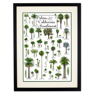 Palms of California & the Southwest - Poster - Double matted black frame image