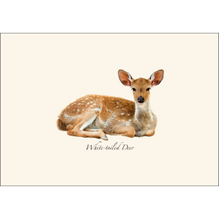 White-tailed Deer image 1