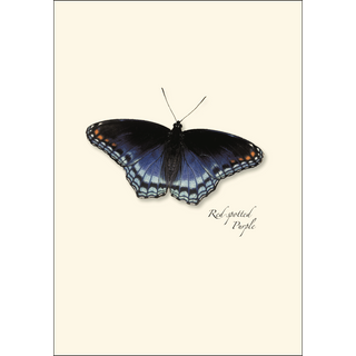 Butterfly Assortment II image 2
