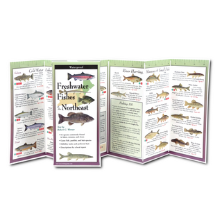 Freshwater Fishes of the Northeast image 1