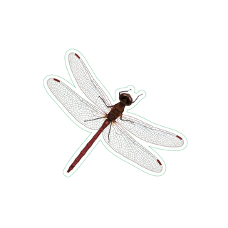 Dragonfly I image 1