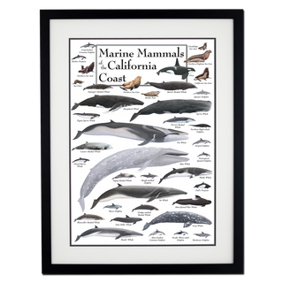 Marine Mammals of the California Coast - Poster - Double matted black frame image