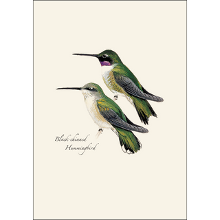 Peterson's Hummingbird  Assortment image 2