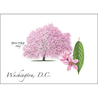 Japanese Weeping Cherry image 0