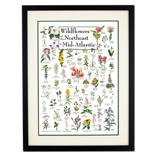 Wildflowers of the Northeast & Mid-Atlantic - Double matted black frame image