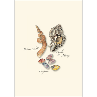 Seashell Assortment II image 1