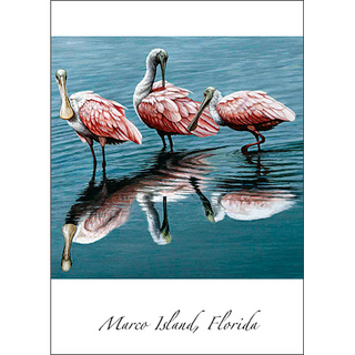 Spoonbills at Rest image 0