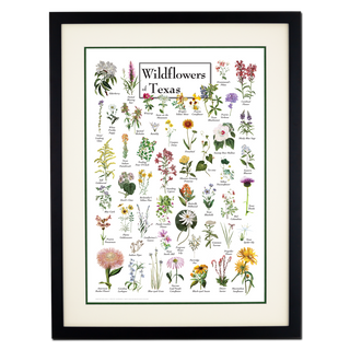 Wildflowers of Texas - Double matted black frame image