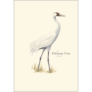 Whooping Crane image 1