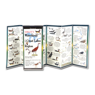 Sibley's Waterbirds of the Great Lakes Region image 1
