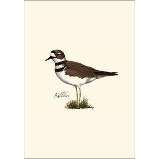 Shorebird Assortment image 4