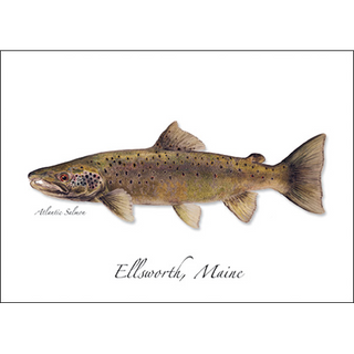Atlantic Salmon image 0