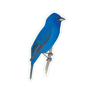 Indigo Bunting image 1