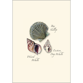 Seashell Assortment II image 3