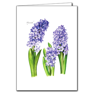 Hyacinth image 0