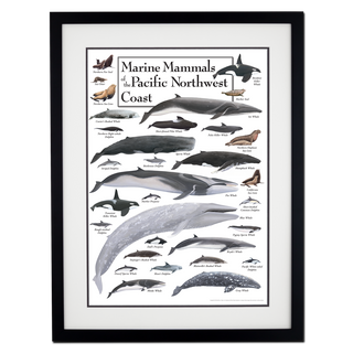 Marine Mammals of the Pacific Northwest Coast - Poster - Double matted black frame image