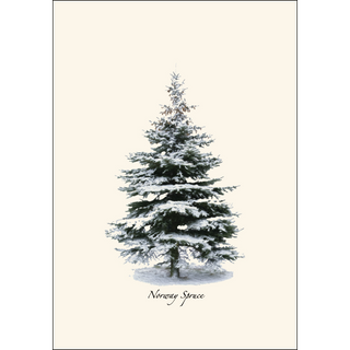 Winter Spruce image 1