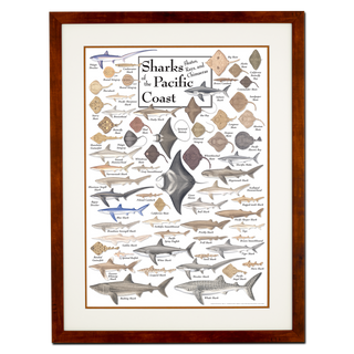 Sharks, Skates, Rays & Chimaeras of the Pacific Coast - Poster - Double matted honey frame image