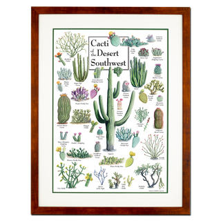 Cacti of the Desert Southwest - Poster - Double matted honey frame image