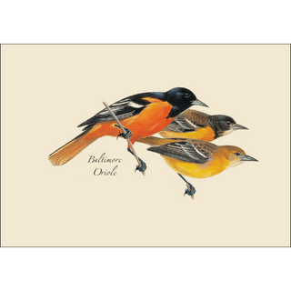 Peterson's Bird Assortment I image 3