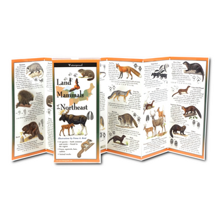 Land Mammals of the Northeast image 1
