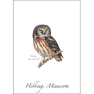 Northern Saw-whet Owl image 0