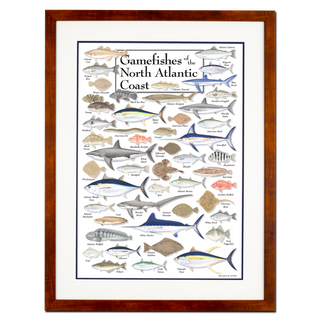 Gamefishes of Northeast Atlantic - Poster - Double matted honey frame image