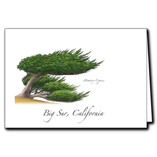 Monterey Cypress image 0