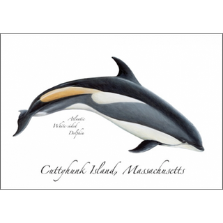 White Sided Dolphin image 0
