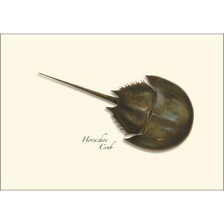 Horseshoe Crab image 1