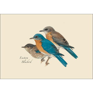 Peterson's Bird Assortment I image 4