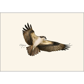 Osprey image 1