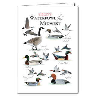 Sibley's Waterfowl of the Midwest - Regional Card image 0