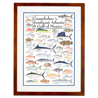 Gamefishes of  Southeast Atlantic & Gulf of Mexico - Poster - Double matted honey frame image