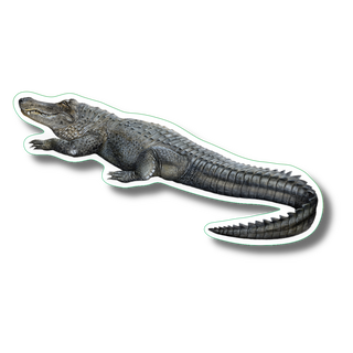 Alligator image 0