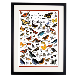 Butterflies of the Mid-Atlantic &amp; Southeast - Poster - Double matted black frame image