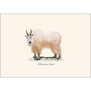 Western Mammal Assortment II image 4