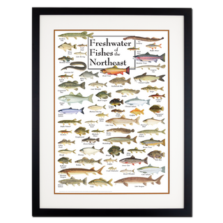 Freshwater Fishes of the Northeast - Poster - Double matted black frame image