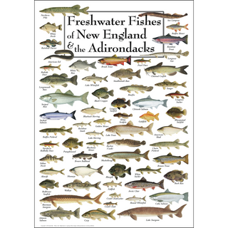 Freshwater Fishes of New England & Adirondacks - Poster image 0